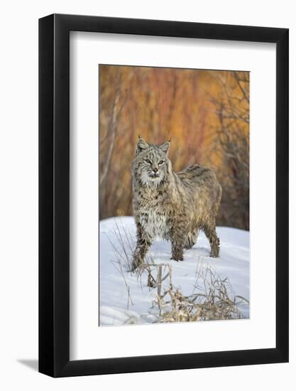 Bobcat (Lynx rufus) adult, with wet coat, standing on snow, Montana-Paul Sawer-Framed Photographic Print