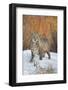 Bobcat (Lynx rufus) adult, with wet coat, standing on snow, Montana-Paul Sawer-Framed Photographic Print