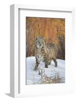 Bobcat (Lynx rufus) adult, with wet coat, standing on snow, Montana-Paul Sawer-Framed Photographic Print