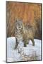 Bobcat (Lynx rufus) adult, with wet coat, standing on snow, Montana-Paul Sawer-Mounted Photographic Print