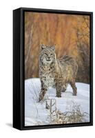 Bobcat (Lynx rufus) adult, with wet coat, standing on snow, Montana-Paul Sawer-Framed Stretched Canvas