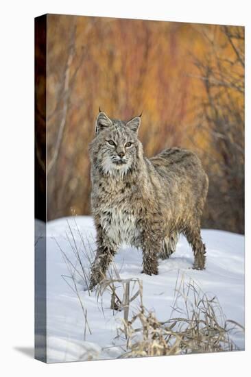 Bobcat (Lynx rufus) adult, with wet coat, standing on snow, Montana-Paul Sawer-Stretched Canvas