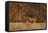 Bobcat (Lynx Rufus), Bosque Del Apache National Wildlife Refuge, New Mexico-James Hager-Framed Stretched Canvas