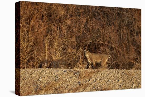 Bobcat (Lynx Rufus), Bosque Del Apache National Wildlife Refuge, New Mexico-James Hager-Stretched Canvas