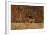 Bobcat (Lynx Rufus), Bosque Del Apache National Wildlife Refuge, New Mexico-James Hager-Framed Photographic Print