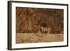 Bobcat (Lynx Rufus), Bosque Del Apache National Wildlife Refuge, New Mexico-James Hager-Framed Photographic Print