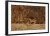 Bobcat (Lynx Rufus), Bosque Del Apache National Wildlife Refuge, New Mexico-James Hager-Framed Photographic Print