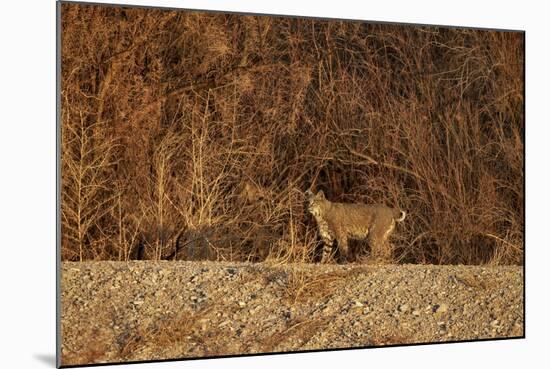 Bobcat (Lynx Rufus), Bosque Del Apache National Wildlife Refuge, New Mexico-James Hager-Mounted Photographic Print