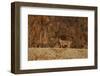Bobcat (Lynx Rufus), Bosque Del Apache National Wildlife Refuge, New Mexico-James Hager-Framed Photographic Print
