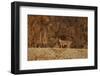 Bobcat (Lynx Rufus), Bosque Del Apache National Wildlife Refuge, New Mexico-James Hager-Framed Photographic Print