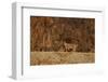 Bobcat (Lynx Rufus), Bosque Del Apache National Wildlife Refuge, New Mexico-James Hager-Framed Photographic Print