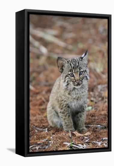 Bobcat (Lynx rufus) cub, sitting, Florida, USA-Edward Myles-Framed Stretched Canvas