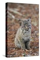 Bobcat (Lynx rufus) cub, sitting, Florida, USA-Edward Myles-Stretched Canvas