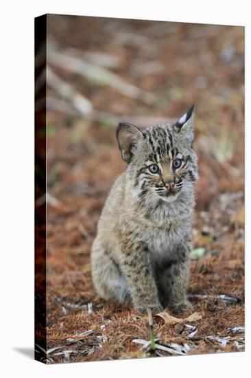 Bobcat (Lynx rufus) cub, sitting, Florida, USA-Edward Myles-Stretched Canvas