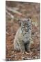 Bobcat (Lynx rufus) cub, sitting, Florida, USA-Edward Myles-Mounted Photographic Print