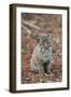 Bobcat (Lynx rufus) cub, sitting, Florida, USA-Edward Myles-Framed Photographic Print