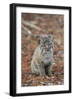 Bobcat (Lynx rufus) cub, sitting, Florida, USA-Edward Myles-Framed Photographic Print