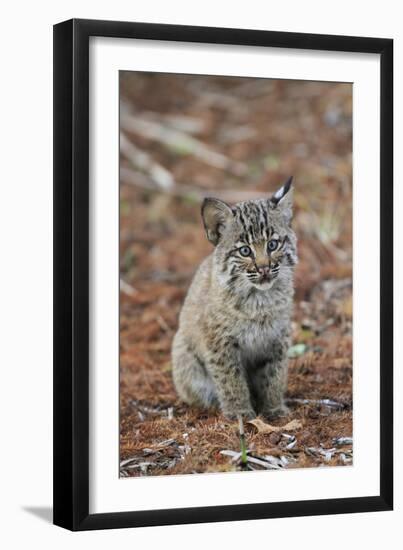 Bobcat (Lynx rufus) cub, sitting, Florida, USA-Edward Myles-Framed Photographic Print