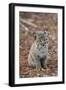 Bobcat (Lynx rufus) cub, sitting, Florida, USA-Edward Myles-Framed Photographic Print