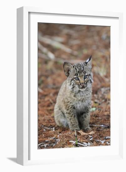 Bobcat (Lynx rufus) cub, sitting, Florida, USA-Edward Myles-Framed Photographic Print