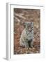 Bobcat (Lynx rufus) cub, sitting, Florida, USA-Edward Myles-Framed Photographic Print