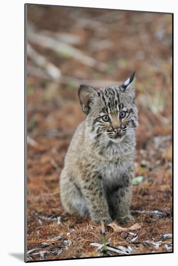 Bobcat (Lynx rufus) cub, sitting, Florida, USA-Edward Myles-Mounted Photographic Print