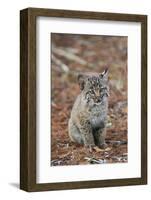 Bobcat (Lynx rufus) cub, sitting, Florida, USA-Edward Myles-Framed Photographic Print