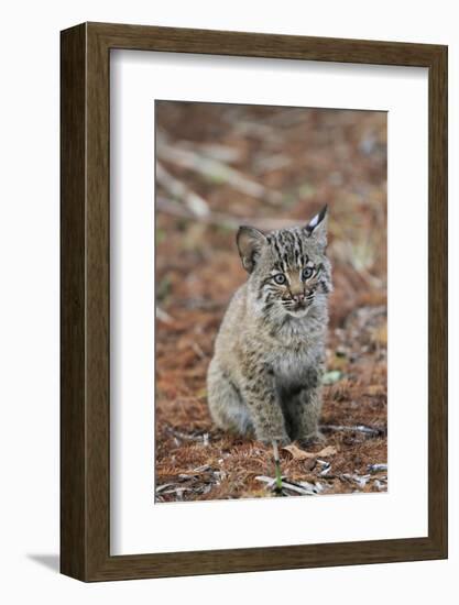 Bobcat (Lynx rufus) cub, sitting, Florida, USA-Edward Myles-Framed Photographic Print
