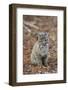 Bobcat (Lynx rufus) cub, sitting, Florida, USA-Edward Myles-Framed Photographic Print