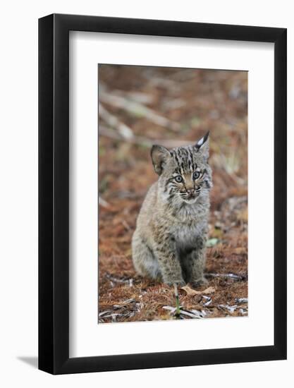 Bobcat (Lynx rufus) cub, sitting, Florida, USA-Edward Myles-Framed Photographic Print