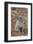 Bobcat (Lynx rufus) cub, sitting, Florida, USA-Edward Myles-Framed Photographic Print