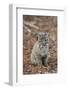 Bobcat (Lynx rufus) cub, sitting, Florida, USA-Edward Myles-Framed Photographic Print