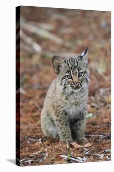 Bobcat (Lynx rufus) cub, sitting, Florida, USA-Edward Myles-Stretched Canvas