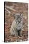 Bobcat (Lynx rufus) cub, sitting, Florida, USA-Edward Myles-Stretched Canvas