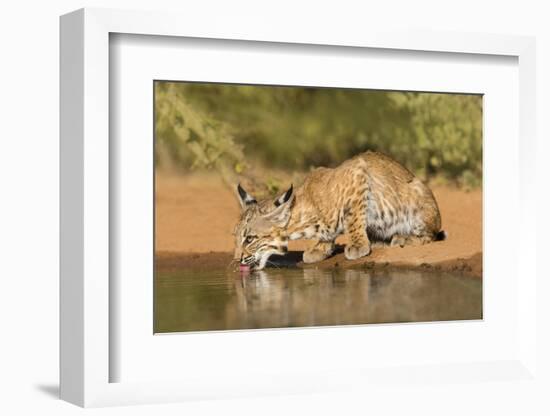 Bobcat, Lynx Rufus, drinking-Larry Ditto-Framed Photographic Print