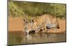Bobcat, Lynx Rufus, drinking-Larry Ditto-Mounted Photographic Print
