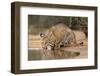 Bobcat, Lynx Rufus, drinking-Larry Ditto-Framed Photographic Print