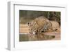 Bobcat, Lynx Rufus, drinking-Larry Ditto-Framed Photographic Print