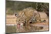 Bobcat, Lynx Rufus, drinking-Larry Ditto-Mounted Photographic Print