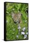 Bobcat (Lynx rufus) eight-weeks old cub, sitting amongst wildflowers in meadow, Montana, USA-Jurgen & Christine Sohns-Framed Stretched Canvas