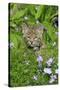 Bobcat (Lynx rufus) eight-weeks old cub, sitting amongst wildflowers in meadow, Montana, USA-Jurgen & Christine Sohns-Stretched Canvas