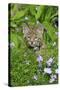 Bobcat (Lynx rufus) eight-weeks old cub, sitting amongst wildflowers in meadow, Montana, USA-Jurgen & Christine Sohns-Stretched Canvas