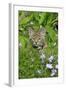 Bobcat (Lynx rufus) eight-weeks old cub, sitting amongst wildflowers in meadow, Montana, USA-Jurgen & Christine Sohns-Framed Photographic Print