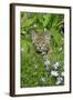 Bobcat (Lynx rufus) eight-weeks old cub, sitting amongst wildflowers in meadow, Montana, USA-Jurgen & Christine Sohns-Framed Photographic Print