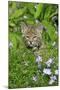 Bobcat (Lynx rufus) eight-weeks old cub, sitting amongst wildflowers in meadow, Montana, USA-Jurgen & Christine Sohns-Mounted Photographic Print