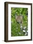 Bobcat (Lynx rufus) eight-weeks old cub, sitting amongst wildflowers in meadow, Montana, USA-Jurgen & Christine Sohns-Framed Photographic Print