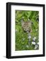 Bobcat (Lynx rufus) eight-weeks old cub, sitting amongst wildflowers in meadow, Montana, USA-Jurgen & Christine Sohns-Framed Photographic Print