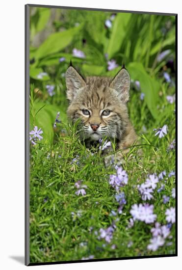 Bobcat (Lynx rufus) eight-weeks old cub, sitting amongst wildflowers in meadow, Montana, USA-Jurgen & Christine Sohns-Mounted Photographic Print