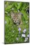 Bobcat (Lynx rufus) eight-weeks old cub, sitting amongst wildflowers in meadow, Montana, USA-Jurgen & Christine Sohns-Mounted Photographic Print