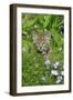 Bobcat (Lynx rufus) eight-weeks old cub, sitting amongst wildflowers in meadow, Montana, USA-Jurgen & Christine Sohns-Framed Photographic Print